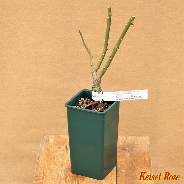 レイニー ブルー 大苗(4.5号角鉢)｜【京成バラ園】バラの通販
