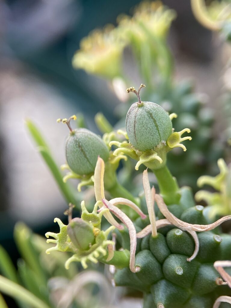 Euphorbia multiceps subsp.multiceps / ユーフォルビア・ムルチセプス