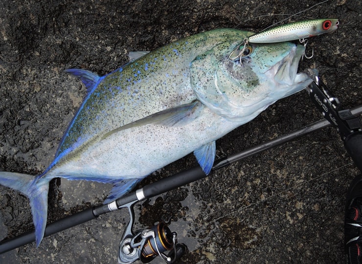 UC11ft β3（ベータスリー）（スピニング） | FCLLABOネットショップ