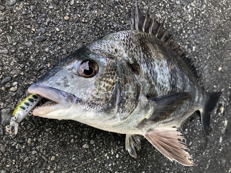 M50/M60 SR-S color code [Fin-ch] - Fin‐ch