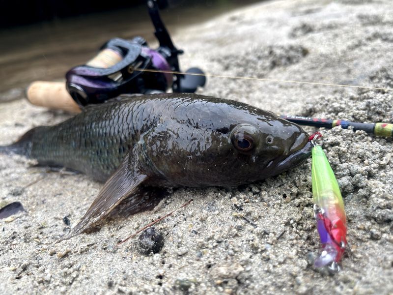 M50/M60 SR-S color code [Fin-ch] - Fin‐ch