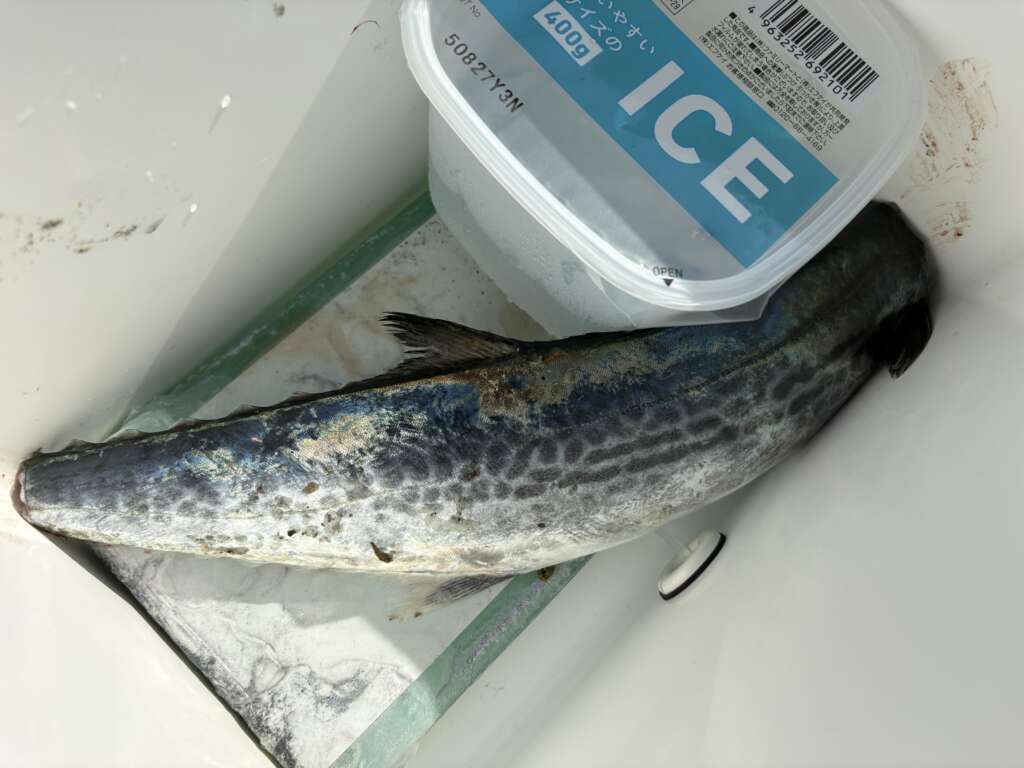 2種類の歯がギザギザ魚【貝塚人工島朝リアル】 | フィッシングマックス