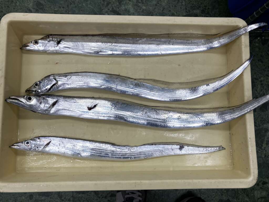 田ノ浦のタチウオ | フィッシングマックス 関西の釣果|大阪・神戸