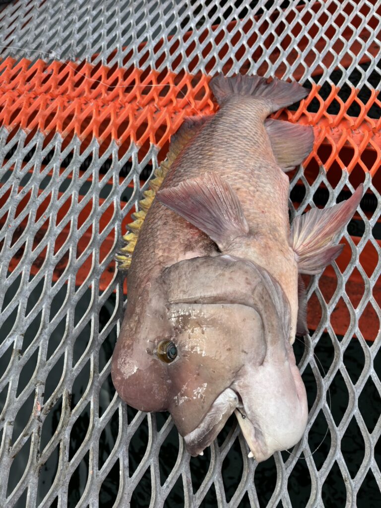 須磨海づり公園』速報 | フィッシングマックス 関西の釣果|大阪・神戸