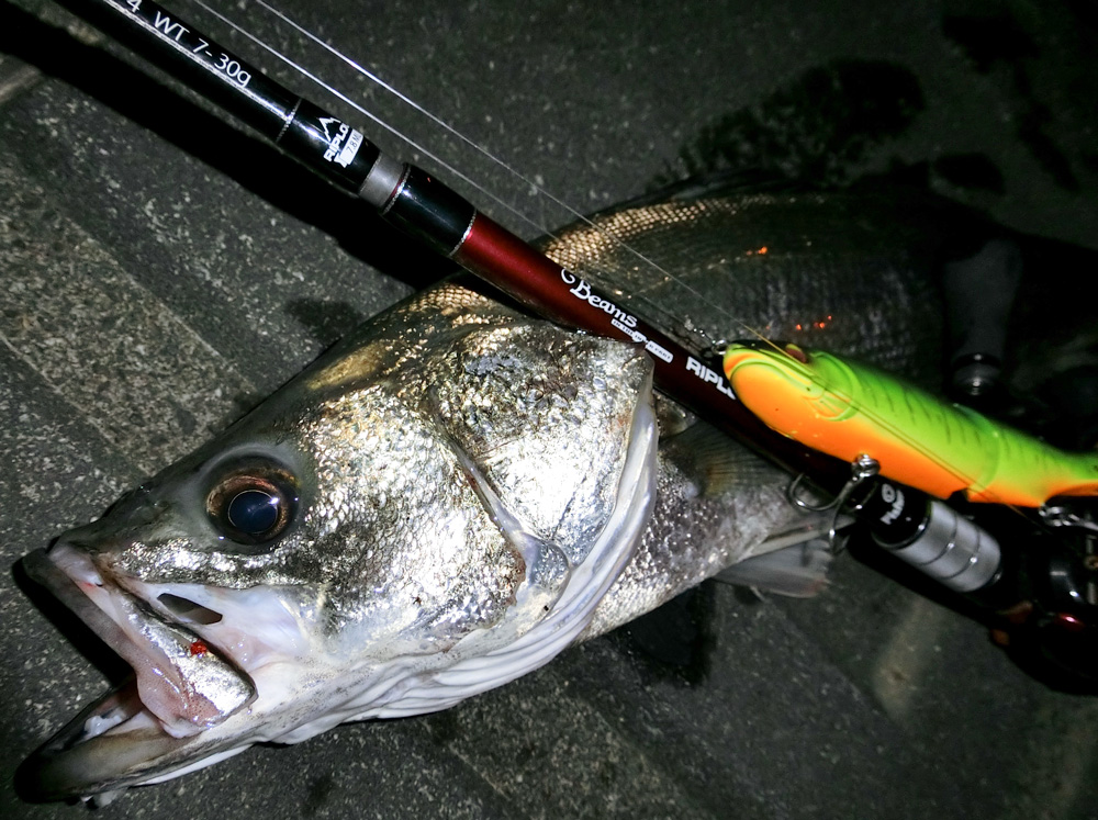 BeamsRIPLOUT7.8MLでビッグベイト！？ - Fishman（フィッシュマン）