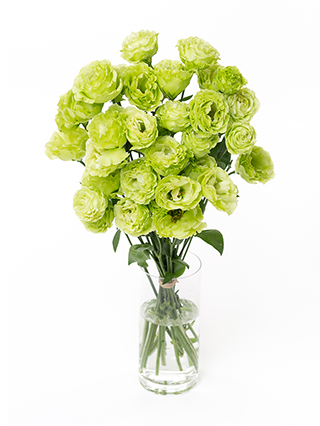 生花】トルコキキョウ アンバーWミント2【黄緑/70cm/福島県】｜Flower