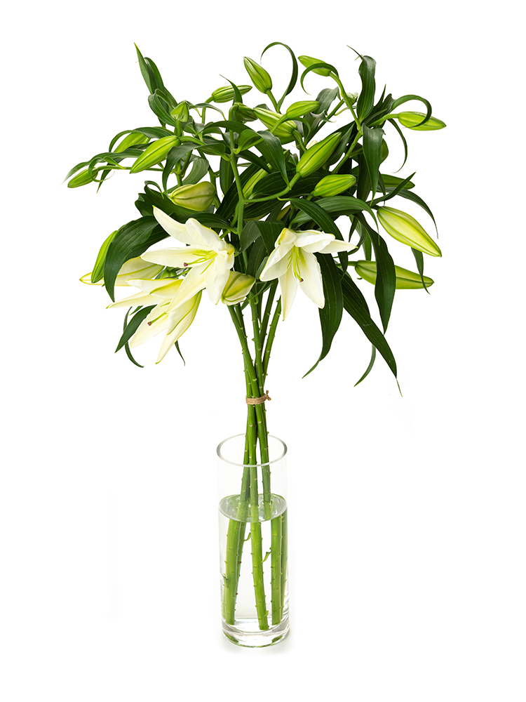 生花】ユリ(オリエンタル) カサブランカ【白/100cm/新潟県】｜Flower