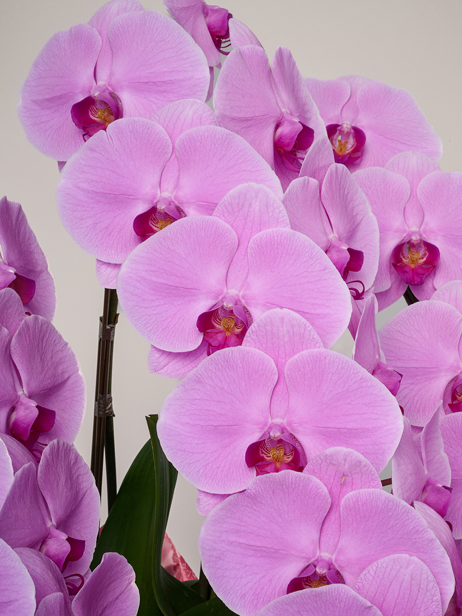 胡蝶蘭 大輪 ピンク 3本立ち 36輪以上｜Flower Smith Gift（フラワー