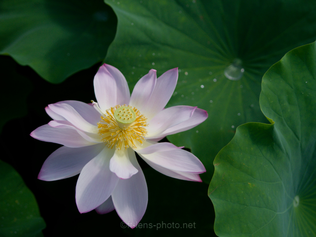 作例】OLYMPUS ZUIKO DIGITAL ED 35-100mm F2.0 – フォーサーズレンズ