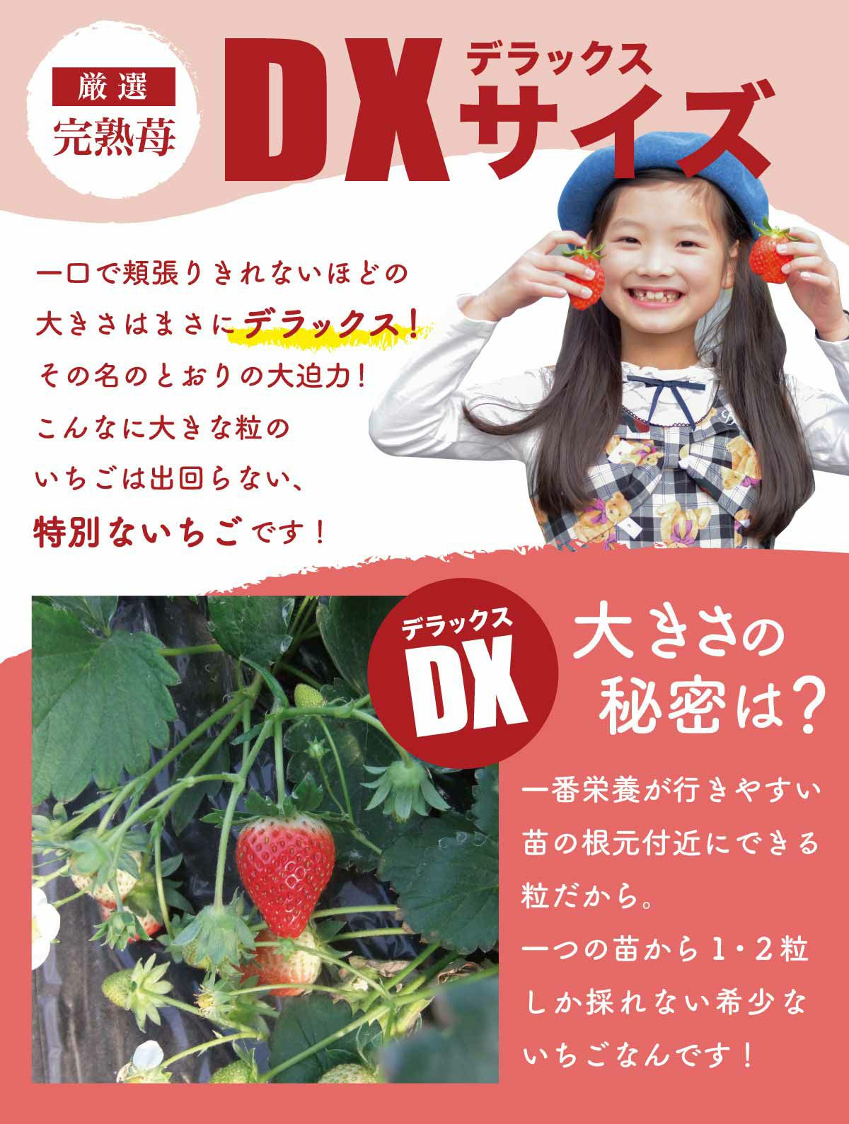 いちご 品種おまかせデラックス DXサイズx2トレイ【送料無料・クール